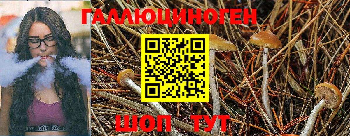 Псилоцибиновые грибы Psilocybe  Вход с VPN  Волжск  Псилоцибиновые грибы GOLDEN TEACHER 
